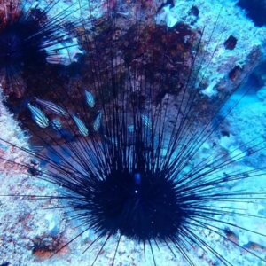 istilaci deniz kestaneleri tehdidi XWPJnlPi