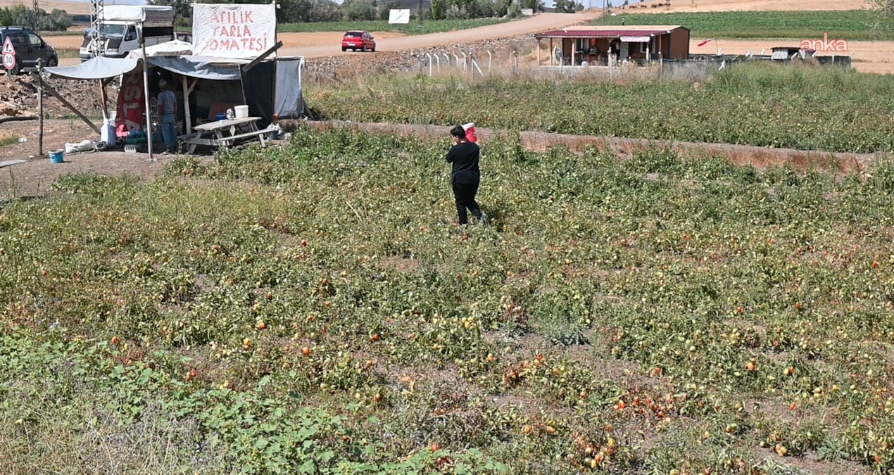 tarlasini vatandasa acti paraya para demedi Fx3KeATJ