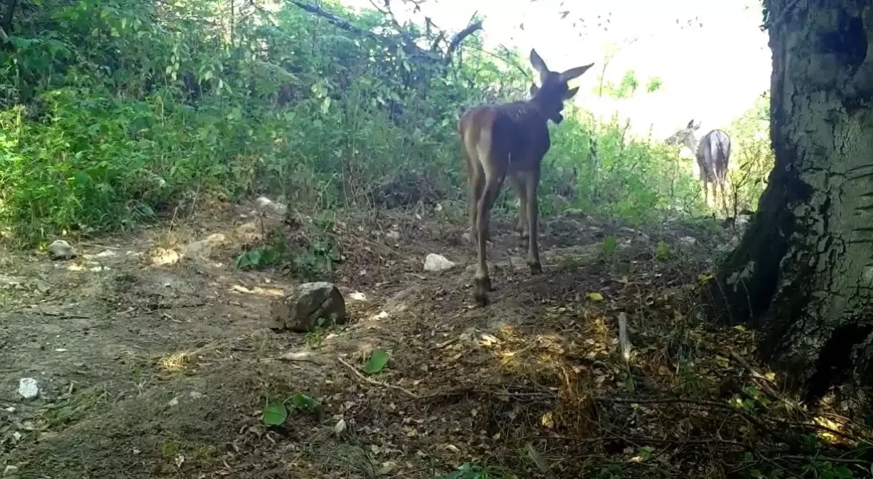 bursada kizilgeyik ve yavrulari goruntulendi paqOJyQz
