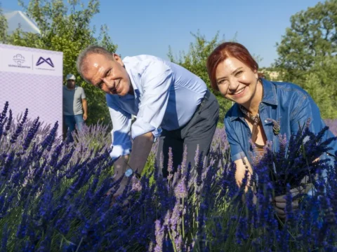 Mersinde lavanta hasat senligi renkli goruntulere sahne oldu 9yH3l3DM